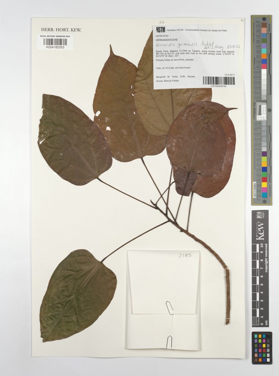 Hernandia guianensis