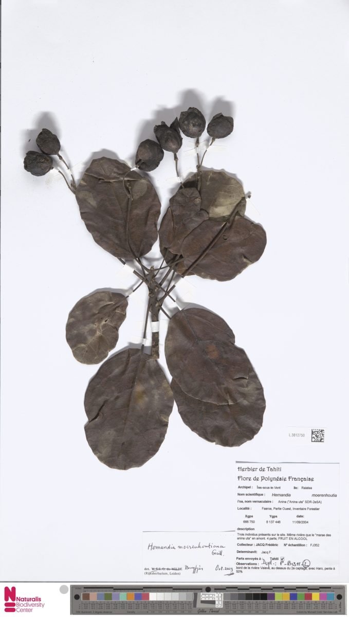 Hernandia moerenhoutiana photograph 3