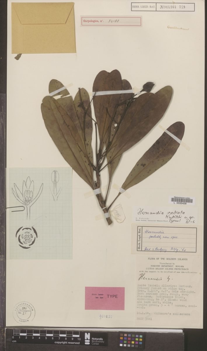 Hernandia rostrata photograph 6