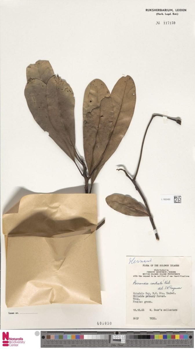 Hernandia rostrata photograph 3