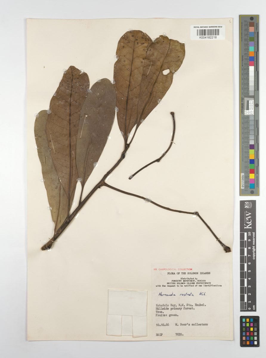 Hernandia rostrata photograph 4