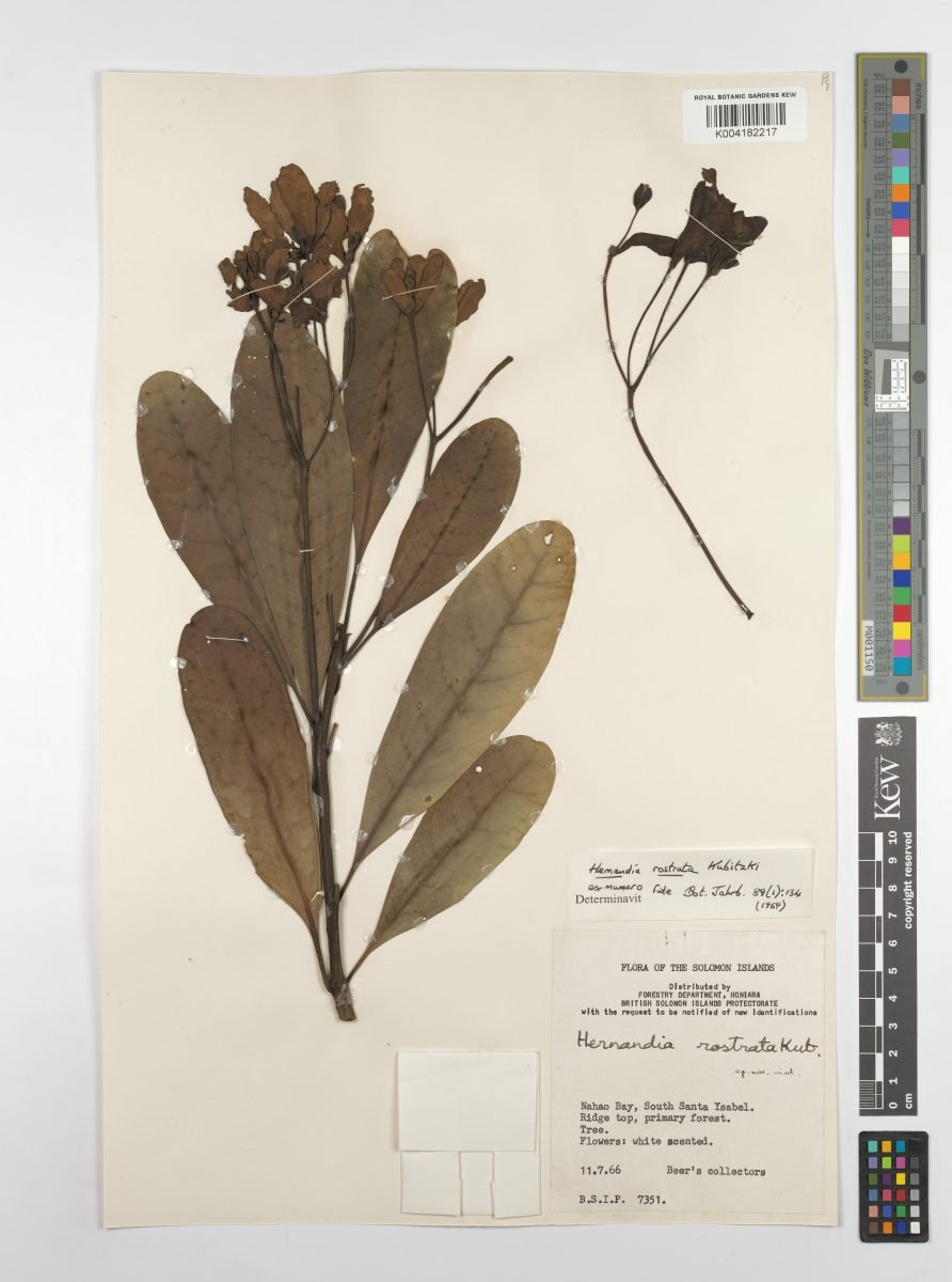 Hernandia rostrata photograph 2