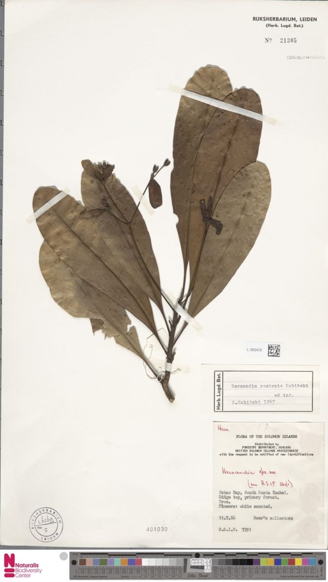 Hernandia rostrata