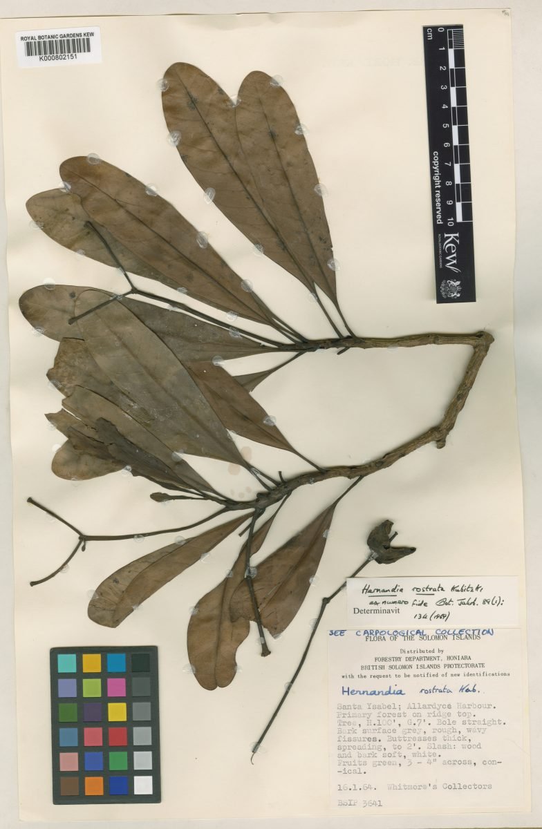 Hernandia rostrata photograph 5