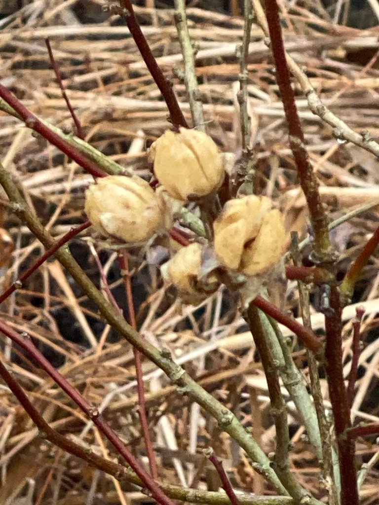 Hibiscus syriacus photograph 5