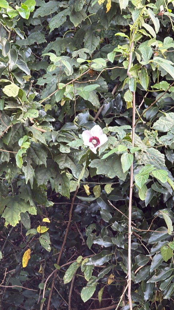 Hibiscus syriacus photograph 2