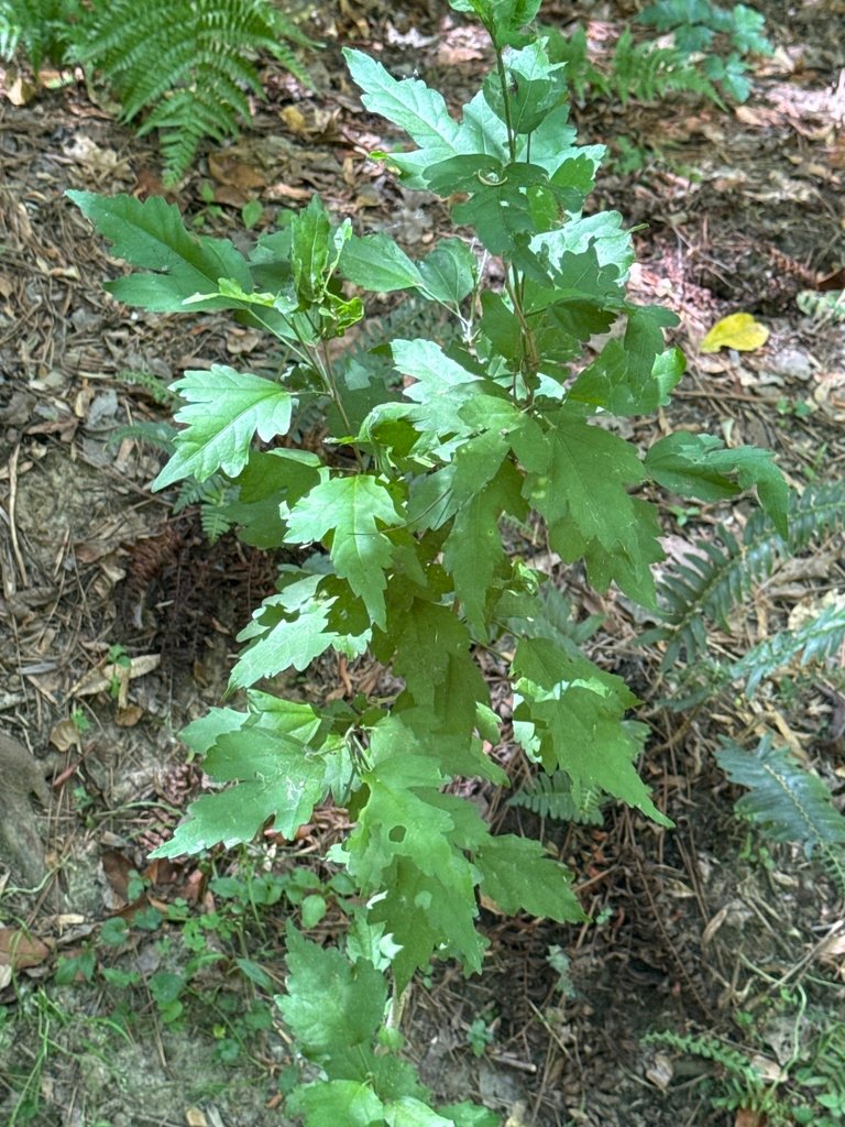 Hibiscus syriacus photograph 6