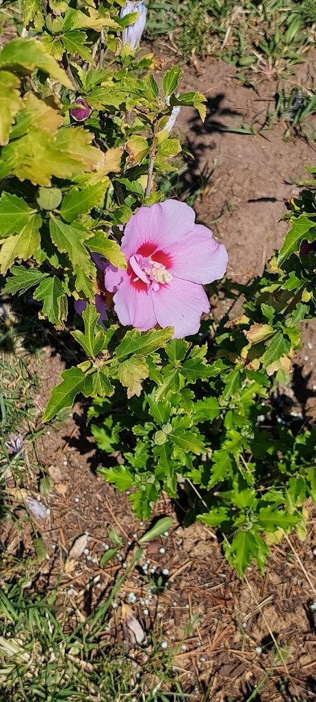 Hibiscus syriacus