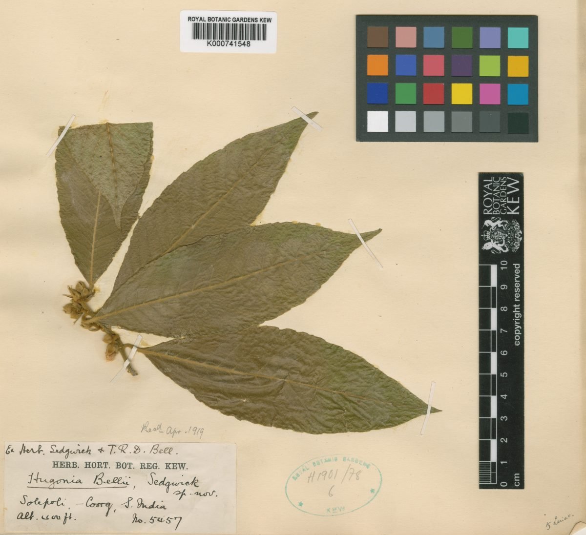 Hugonia belli photograph 2