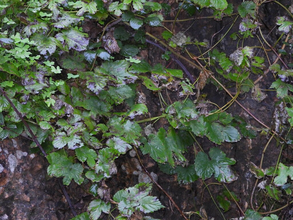 Humulus lupulus photograph 2