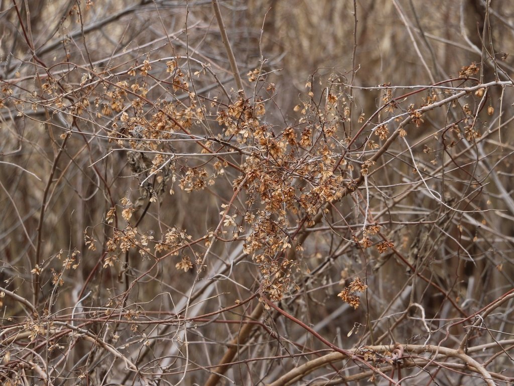 Humulus lupulus photograph 6