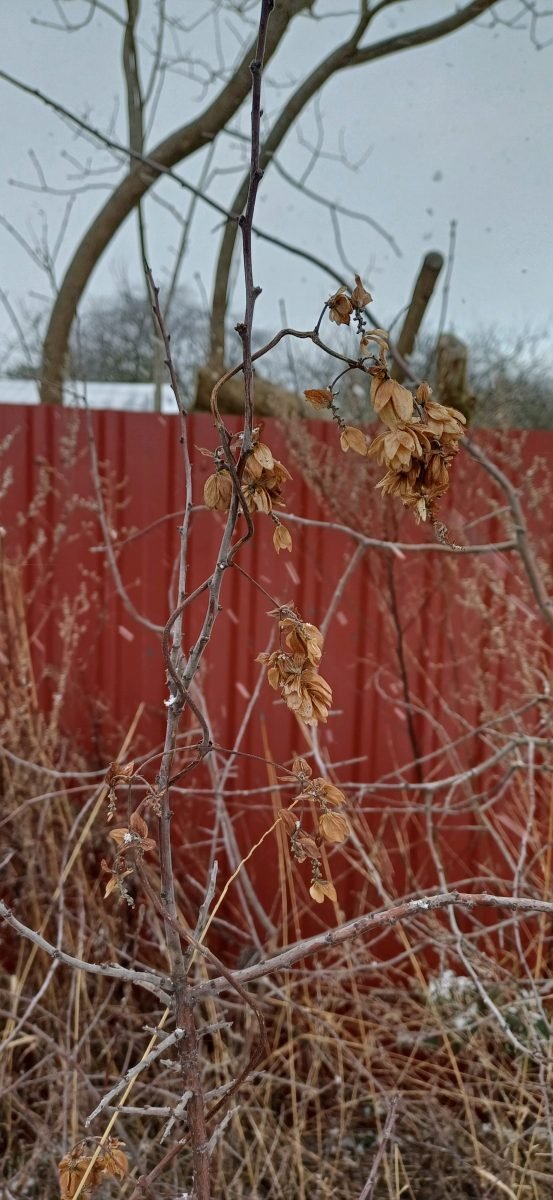 Humulus lupulus photograph 5