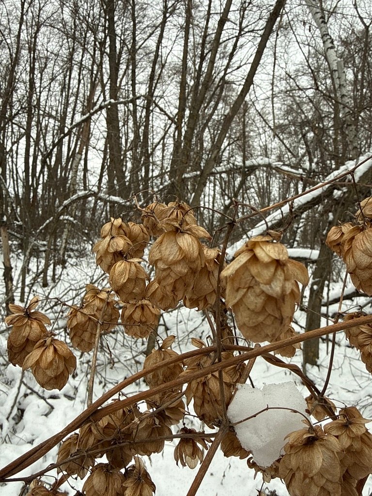 Humulus lupulus