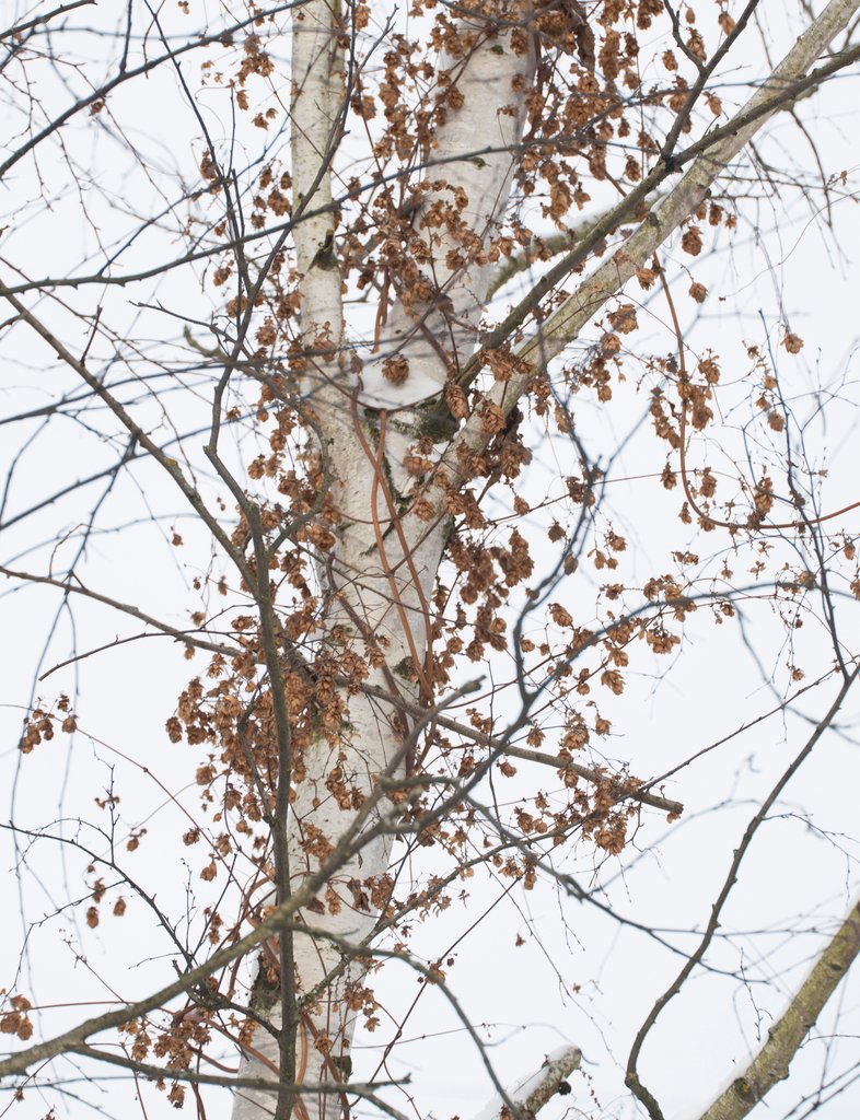 Humulus lupulus photograph 3