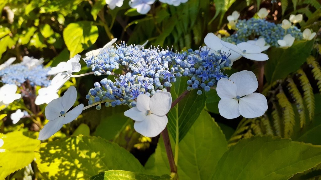 Hydrangea macrophylla photograph 5