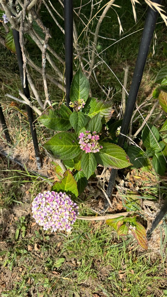 Hydrangea macrophylla