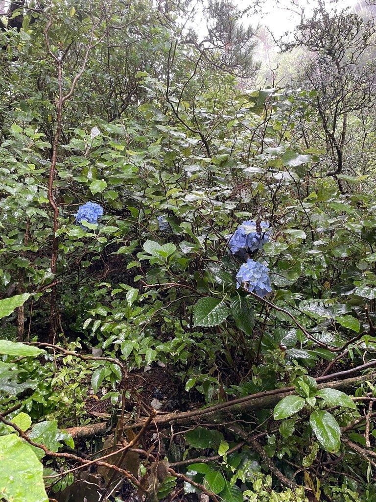 Hydrangea macrophylla photograph 2
