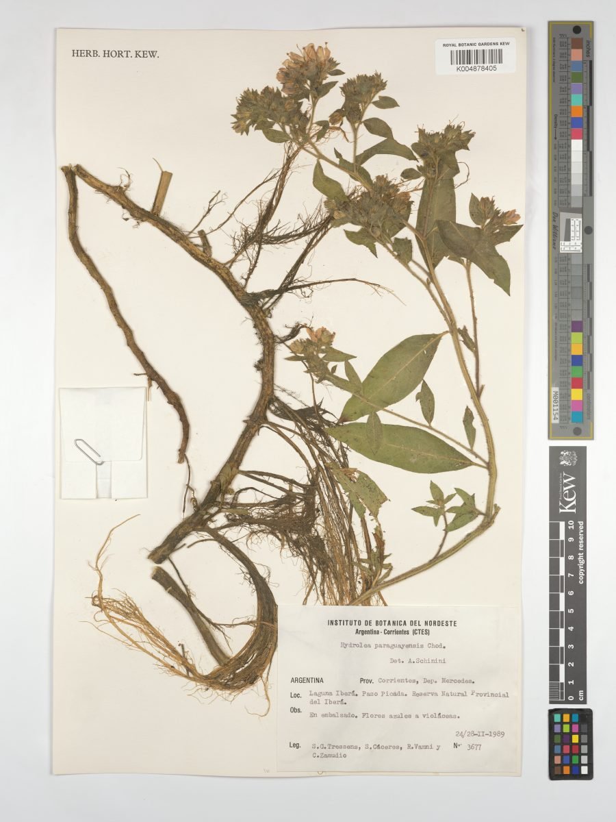 Hydrolea spinosa var. paraguayensis photograph 4