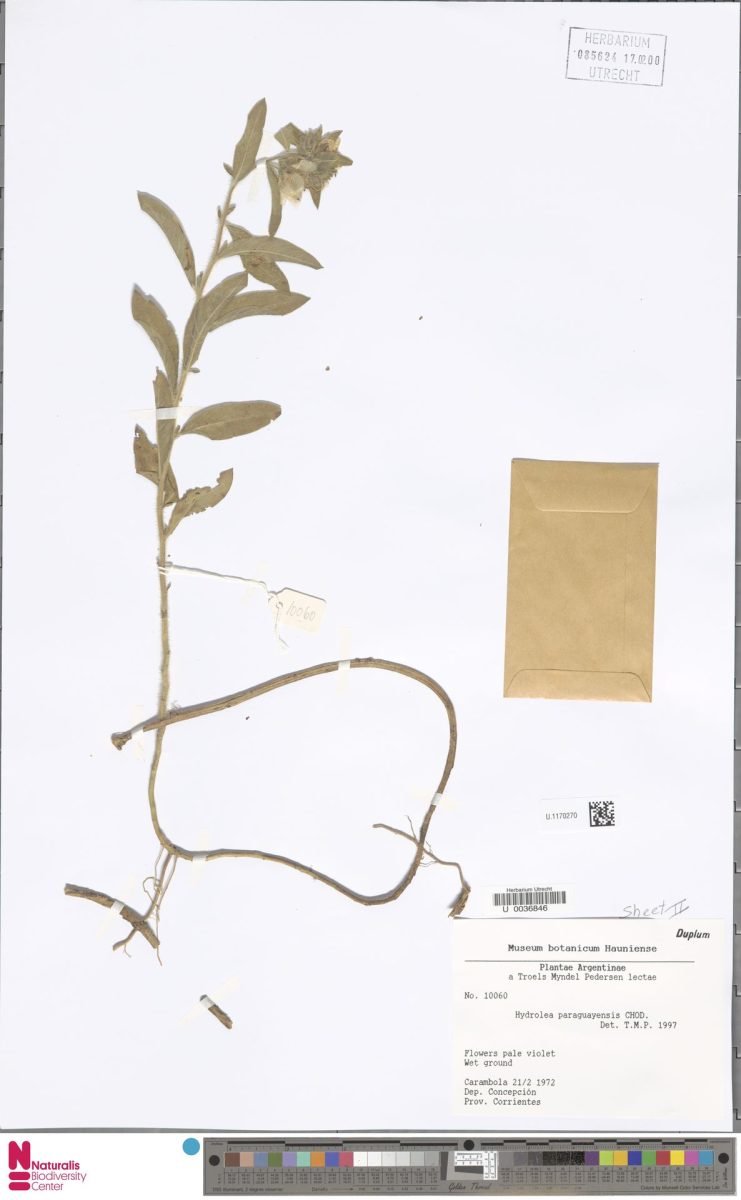 Hydrolea spinosa var. paraguayensis photograph 6