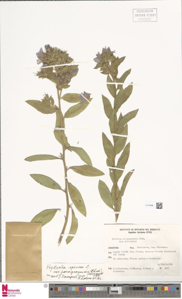 Hydrolea spinosa var. paraguayensis photograph 3