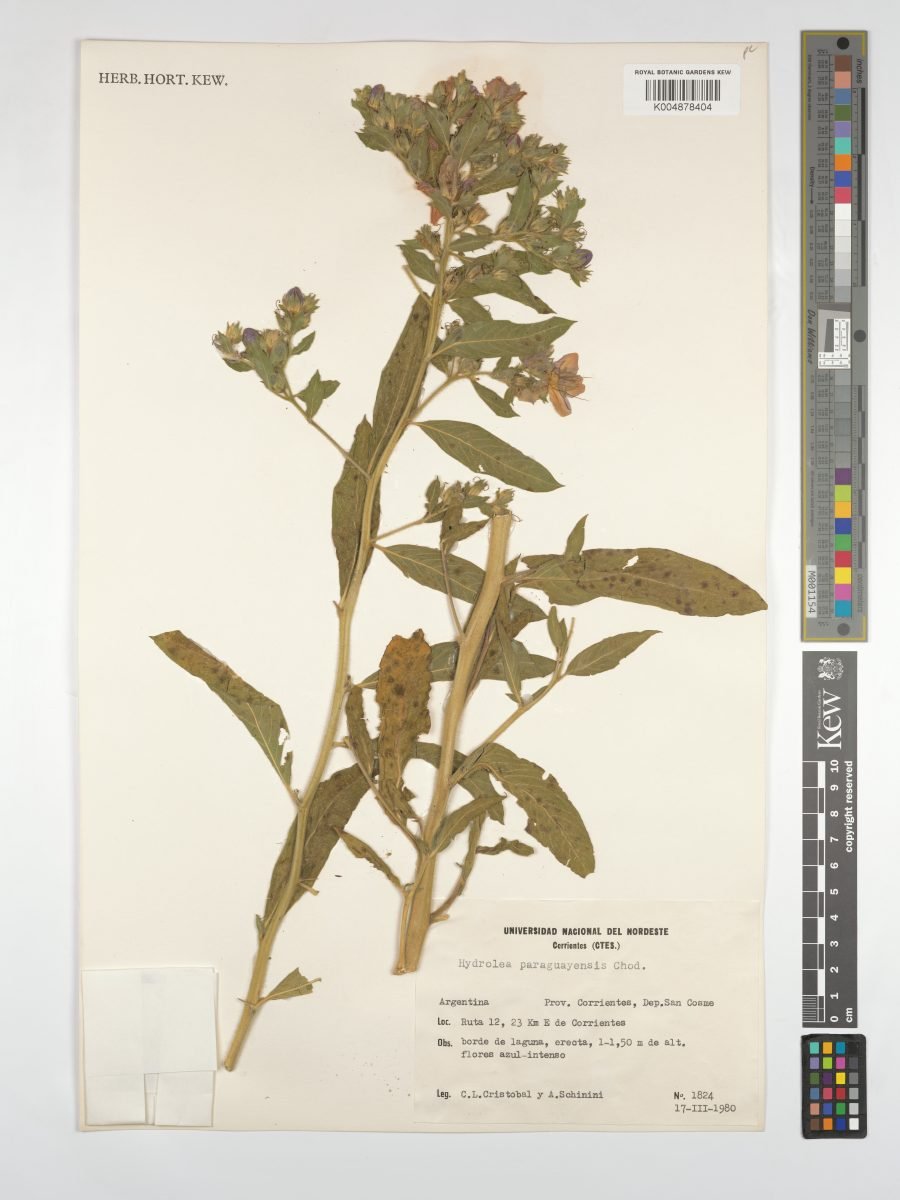 Hydrolea spinosa var. paraguayensis photograph 5