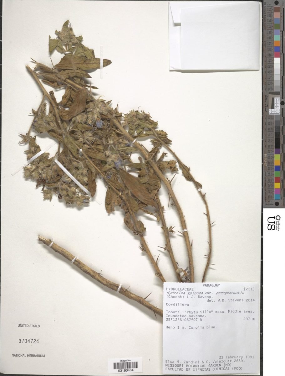 Hydrolea spinosa var. paraguayensis photograph 2