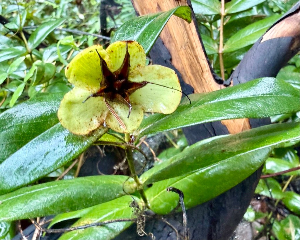 Hypericum calycinum photograph 4