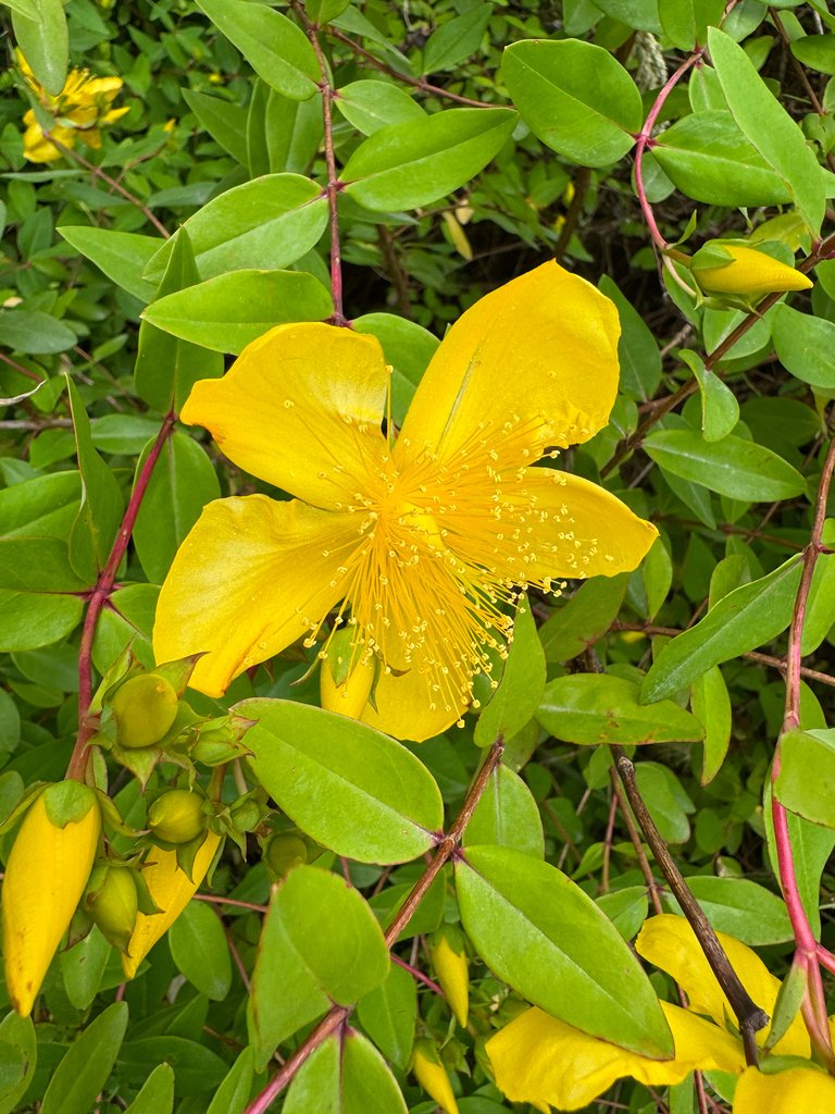 Hypericum calycinum