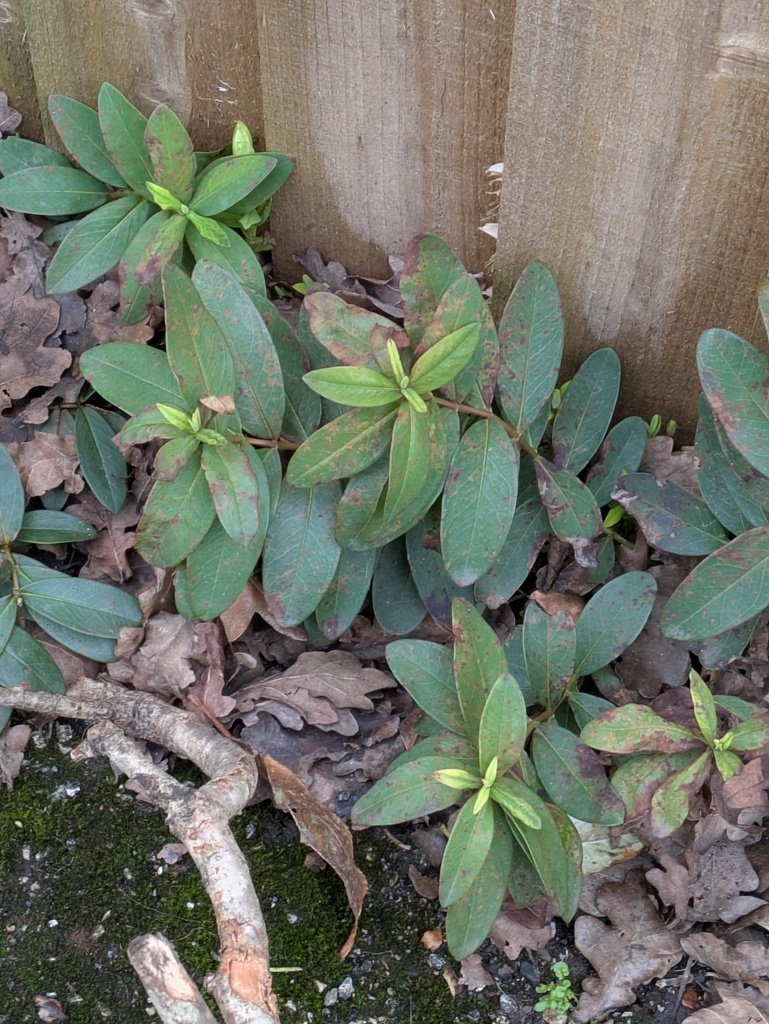 Hypericum calycinum photograph 5