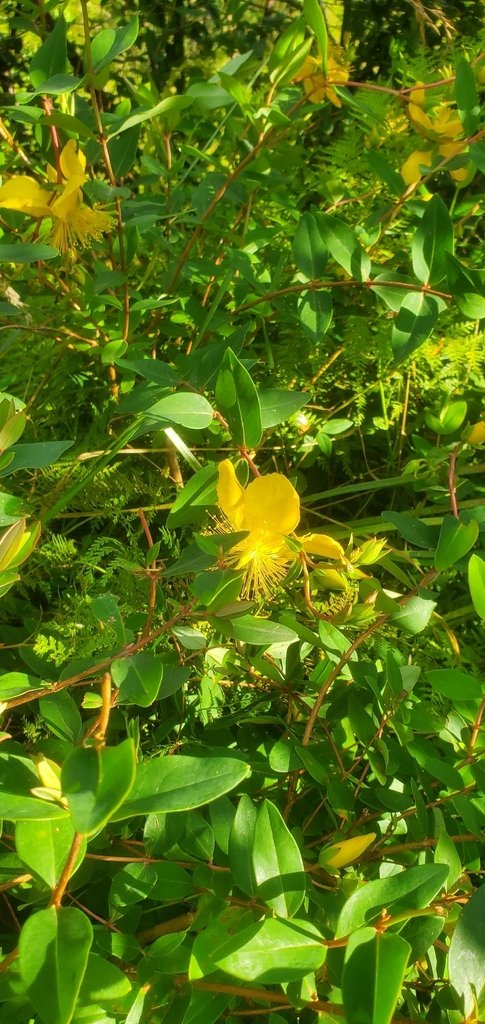 Hypericum calycinum photograph 2