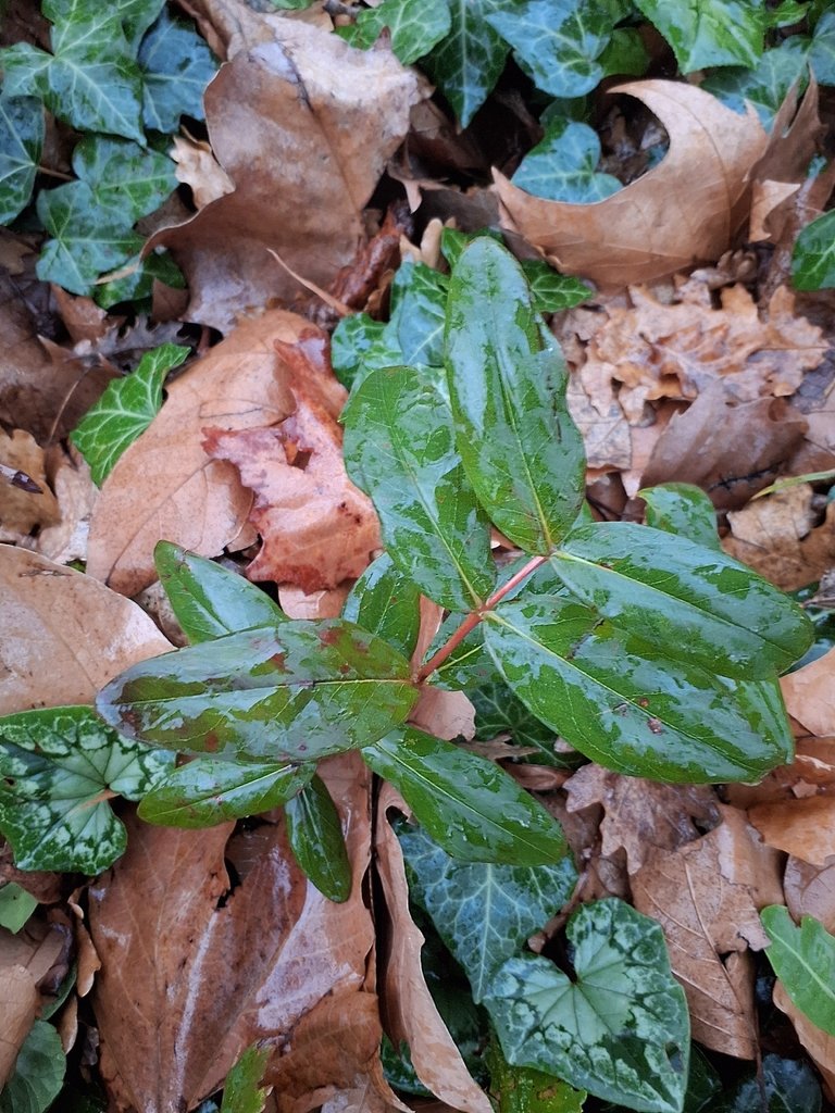 Hypericum calycinum photograph 3