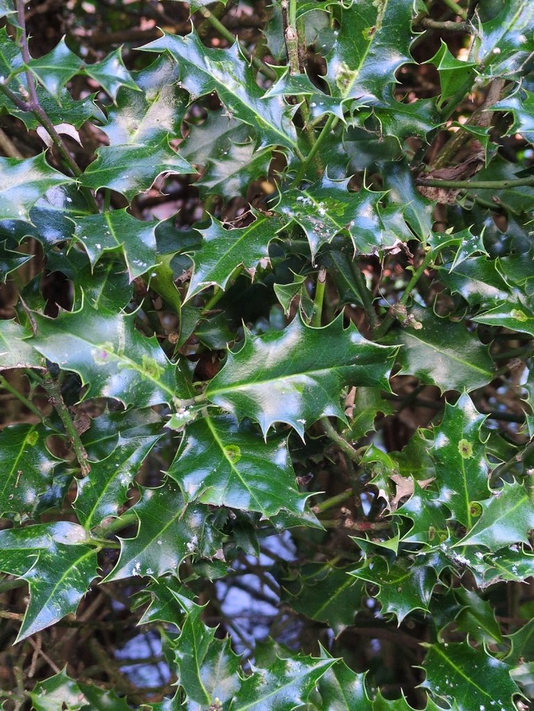 Ilex aquifolium