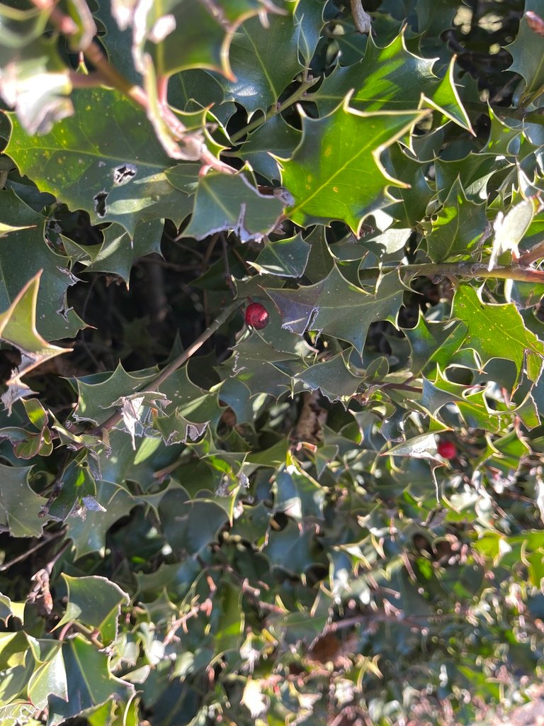 Ilex aquifolium photograph 3