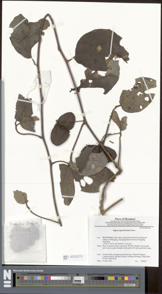 Illigera appendiculata