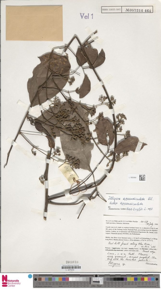 Illigera appendiculata photograph 5
