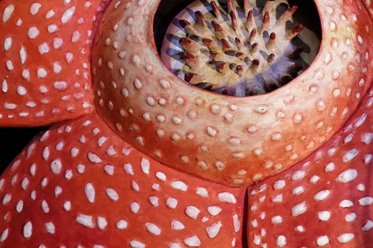 Rafflesia arnoldii photograph 6