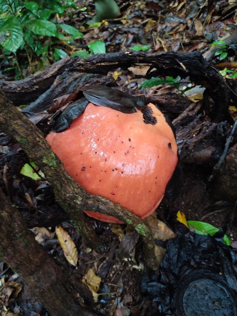 Rafflesia arnoldii photograph 2