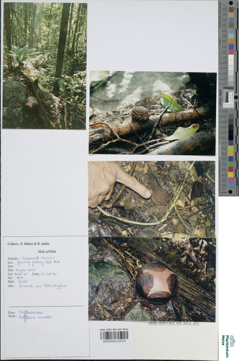 Rafflesia arnoldii photograph 3