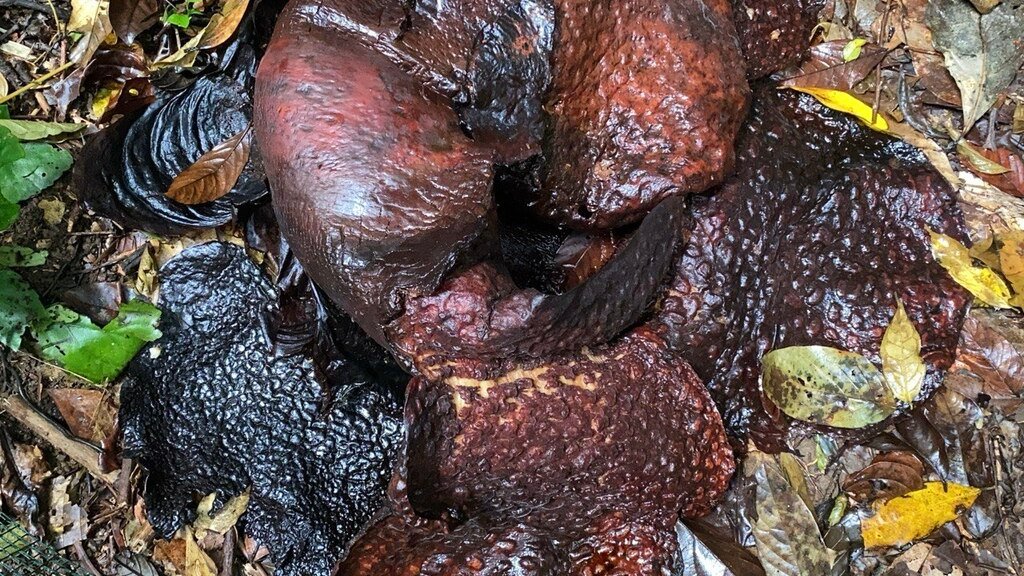 Rafflesia arnoldii