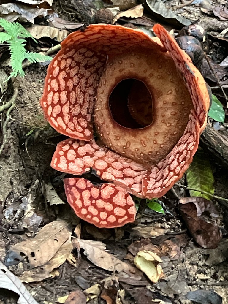 Rafflesia cantleyi