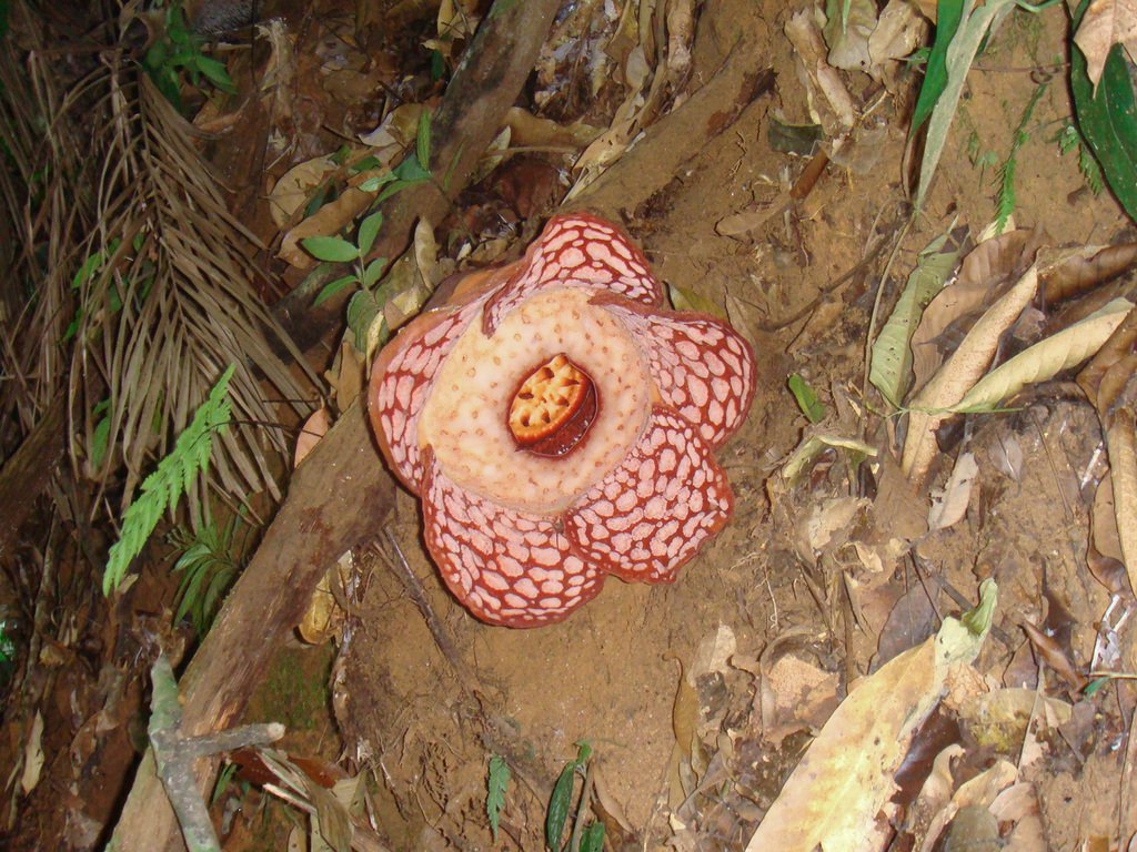 Rafflesia cantleyi photograph 3