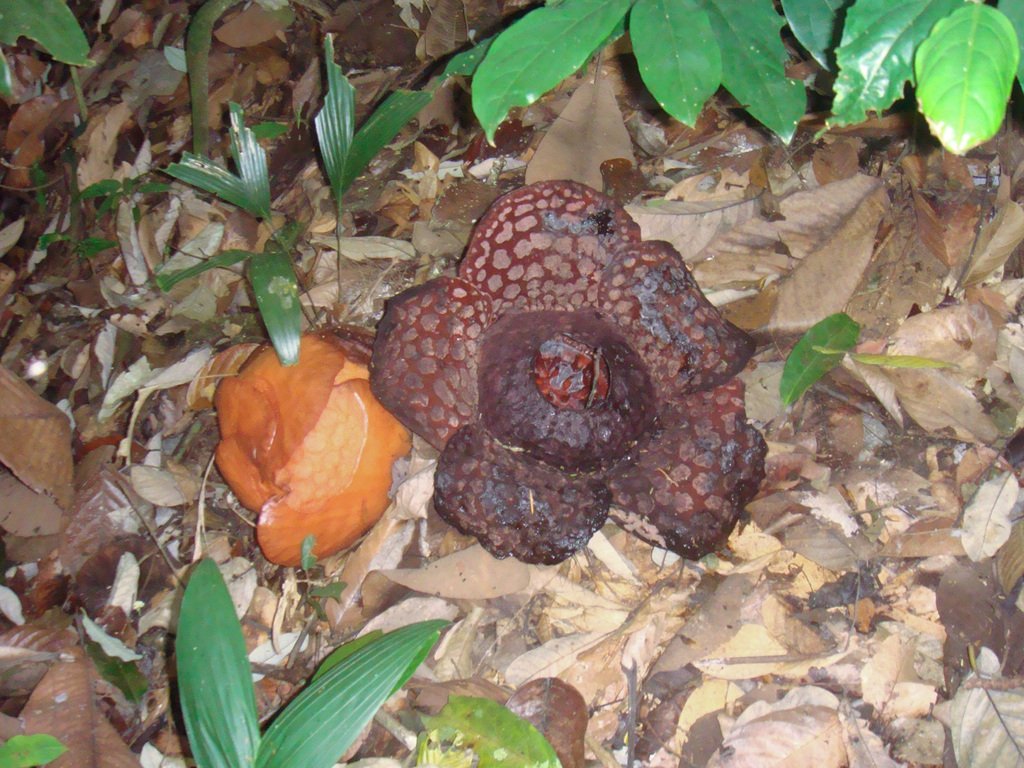 Rafflesia cantleyi photograph 2