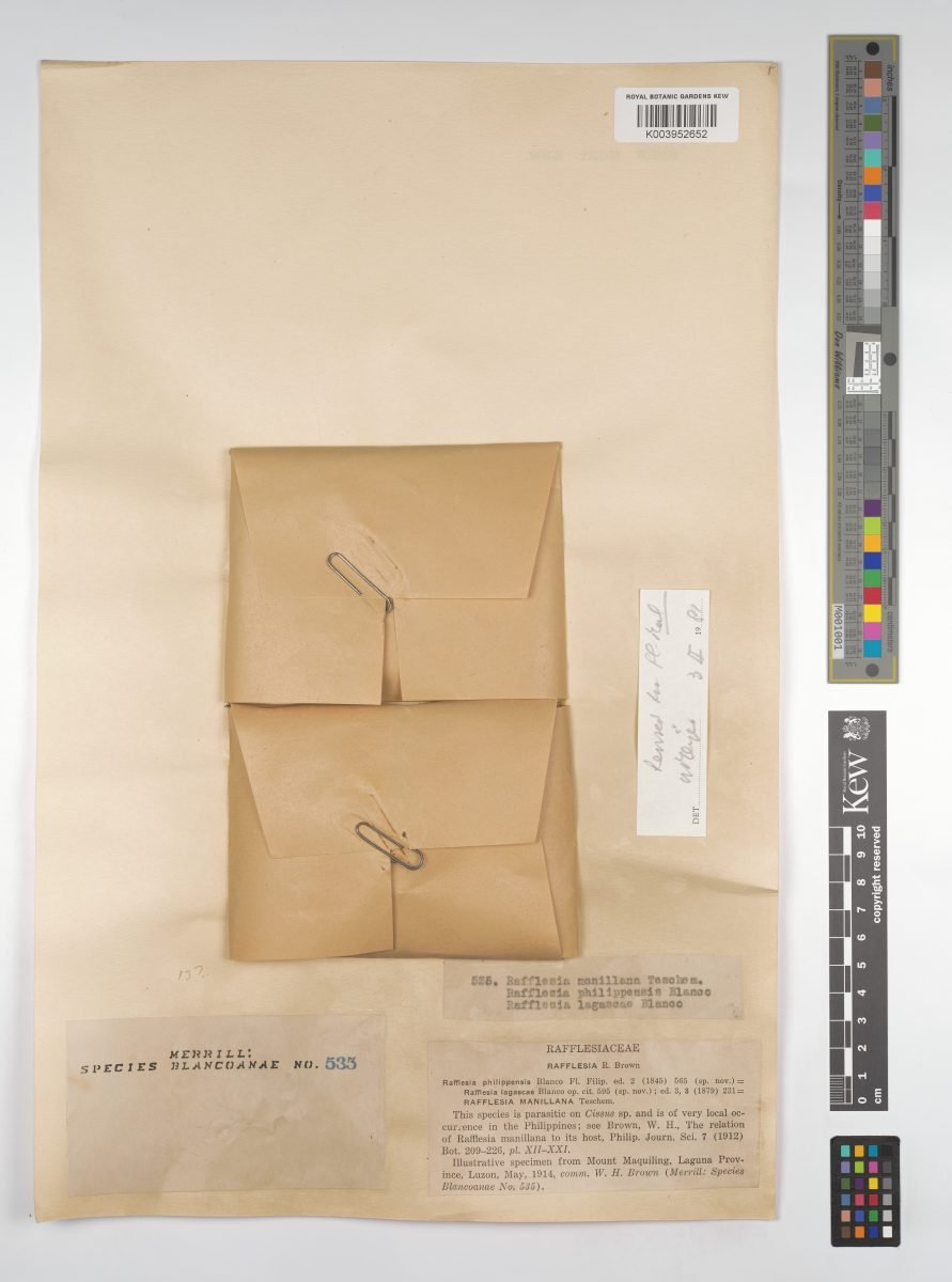 Rafflesia manillana photograph 4