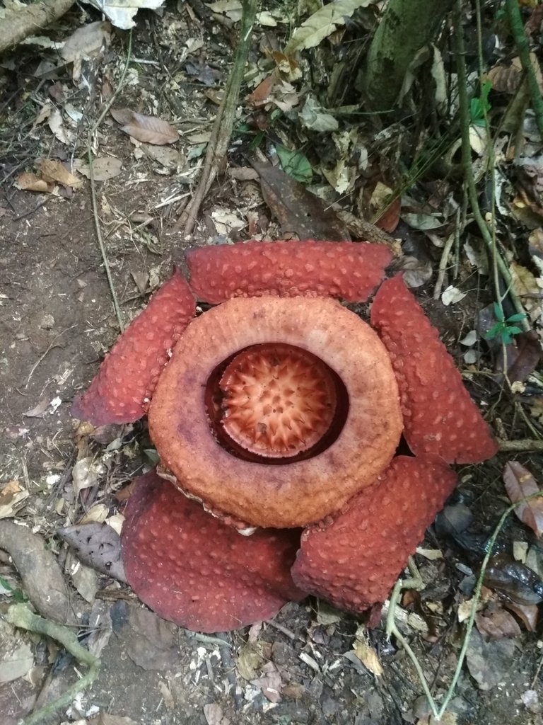 Rafflesia tuan-mudae photograph 2