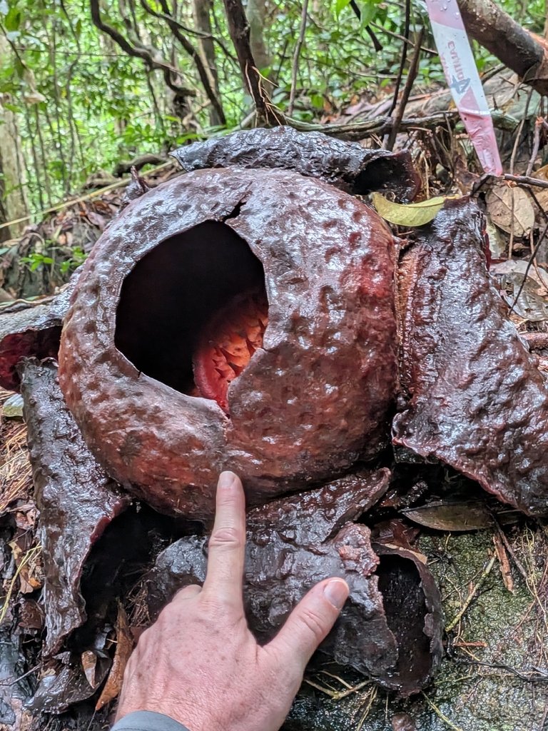 Rafflesia tuan-mudae