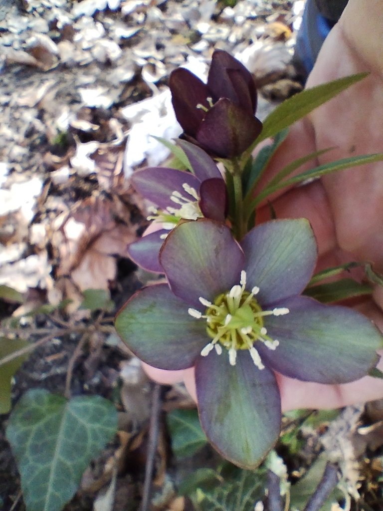 Helleborus dumetorum subsp. atrorubens photograph 6