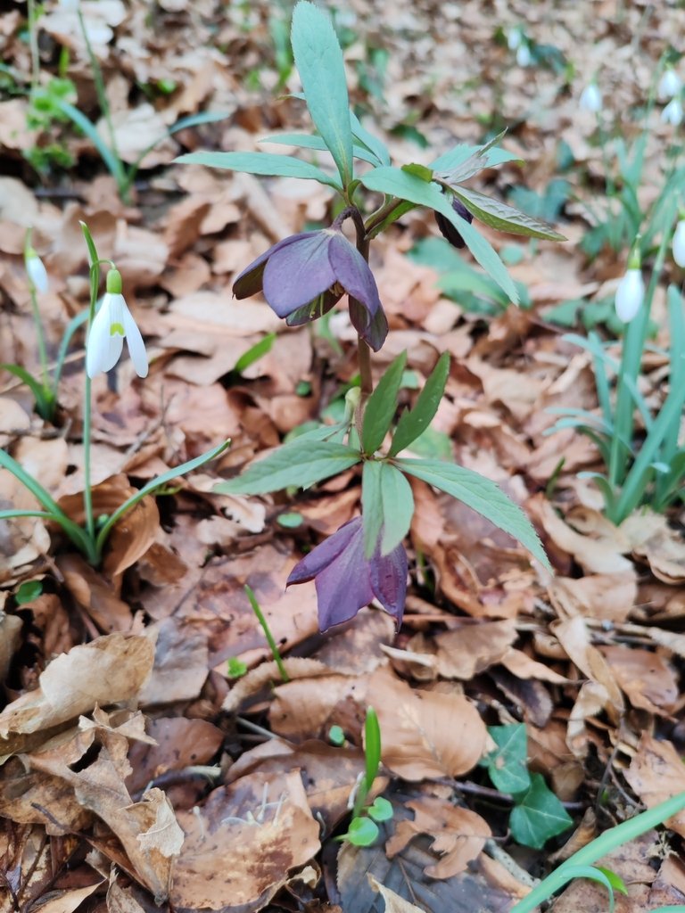 Helleborus dumetorum subsp. atrorubens