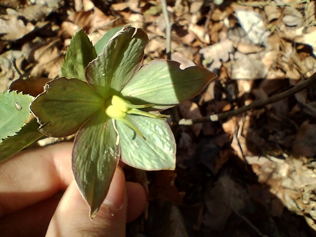 Helleborus dumetorum subsp. atrorubens photograph 5