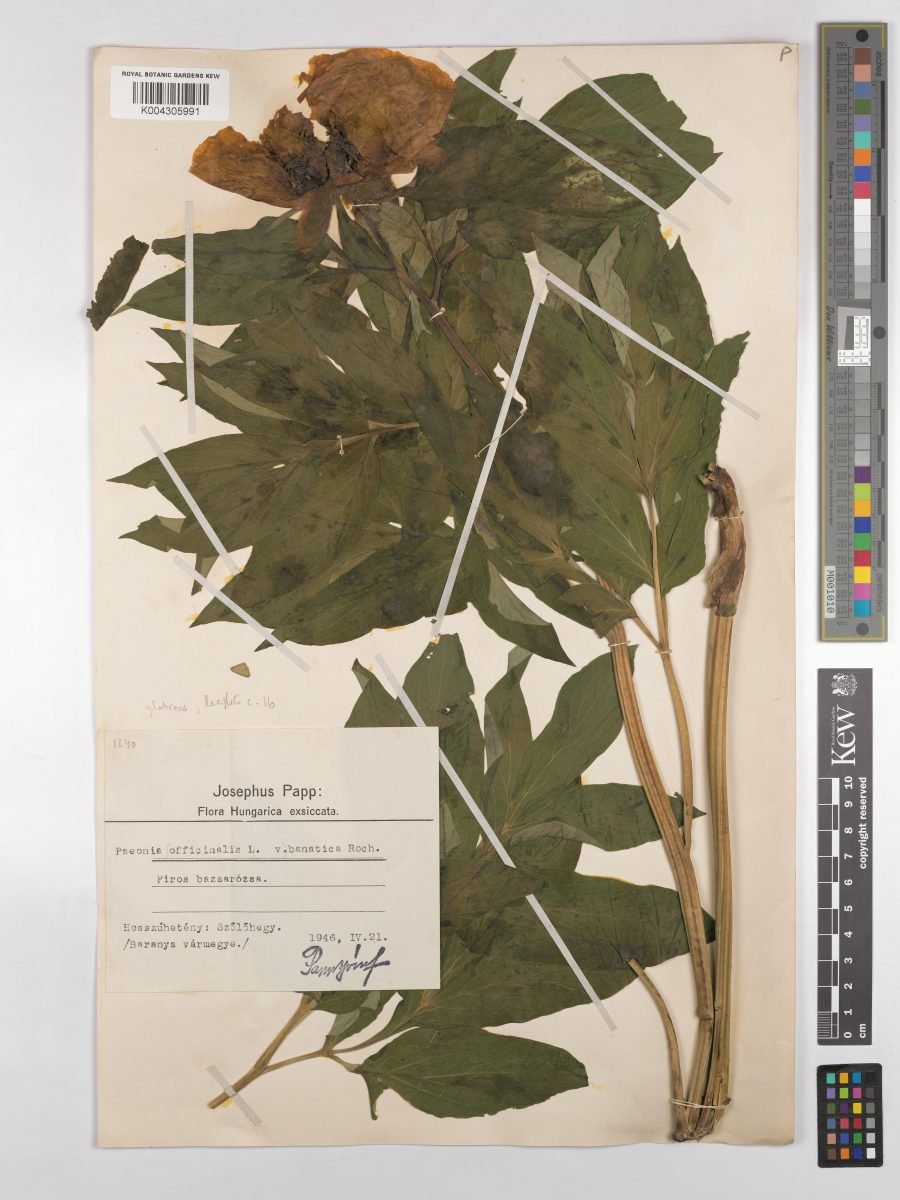 Paeonia officinalis subsp. banatica photograph 4