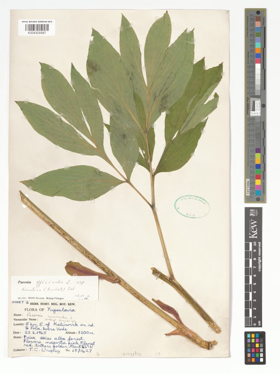 Paeonia officinalis subsp. banatica photograph 3